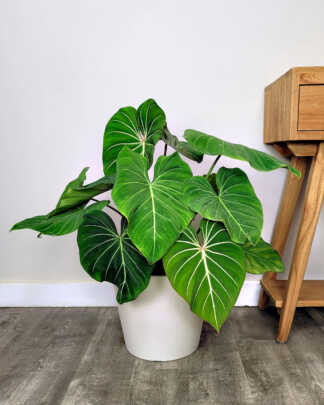 Philodendron Gloriosum