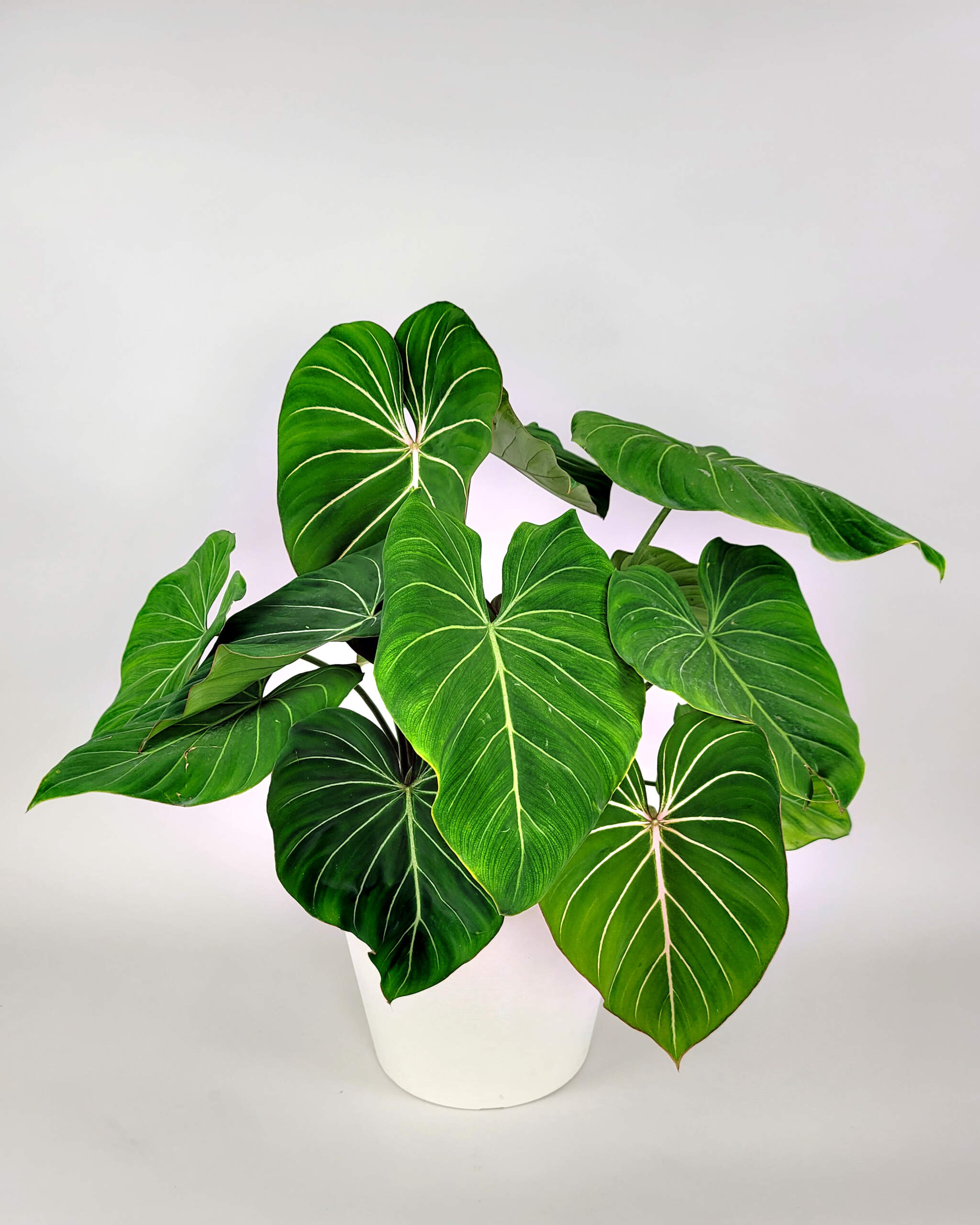Philodendron gloriosum