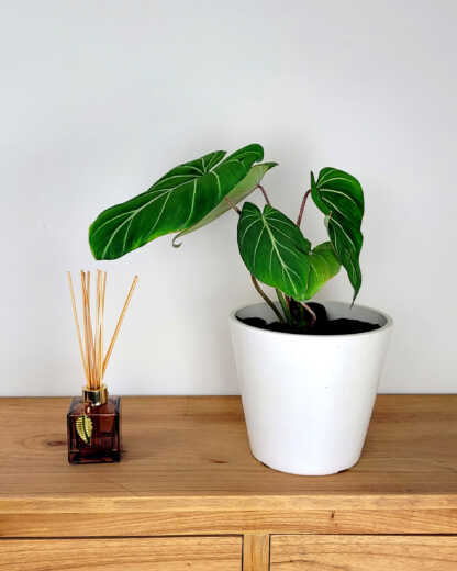 Philodendron-Gloriosum-Medium-