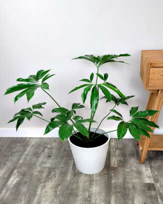 Philodendron Goeldii