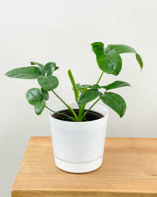 philodendron goeldii