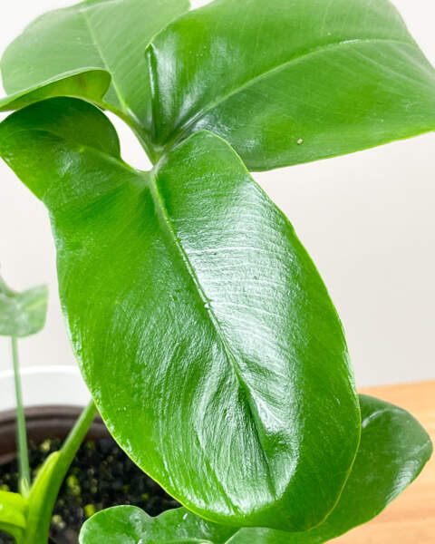 Foliage Foliage