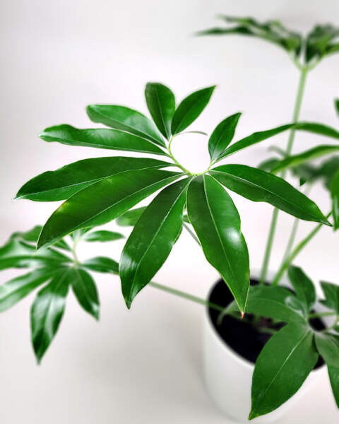 Foliage Foliage
