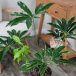 Philodendron Goeldii