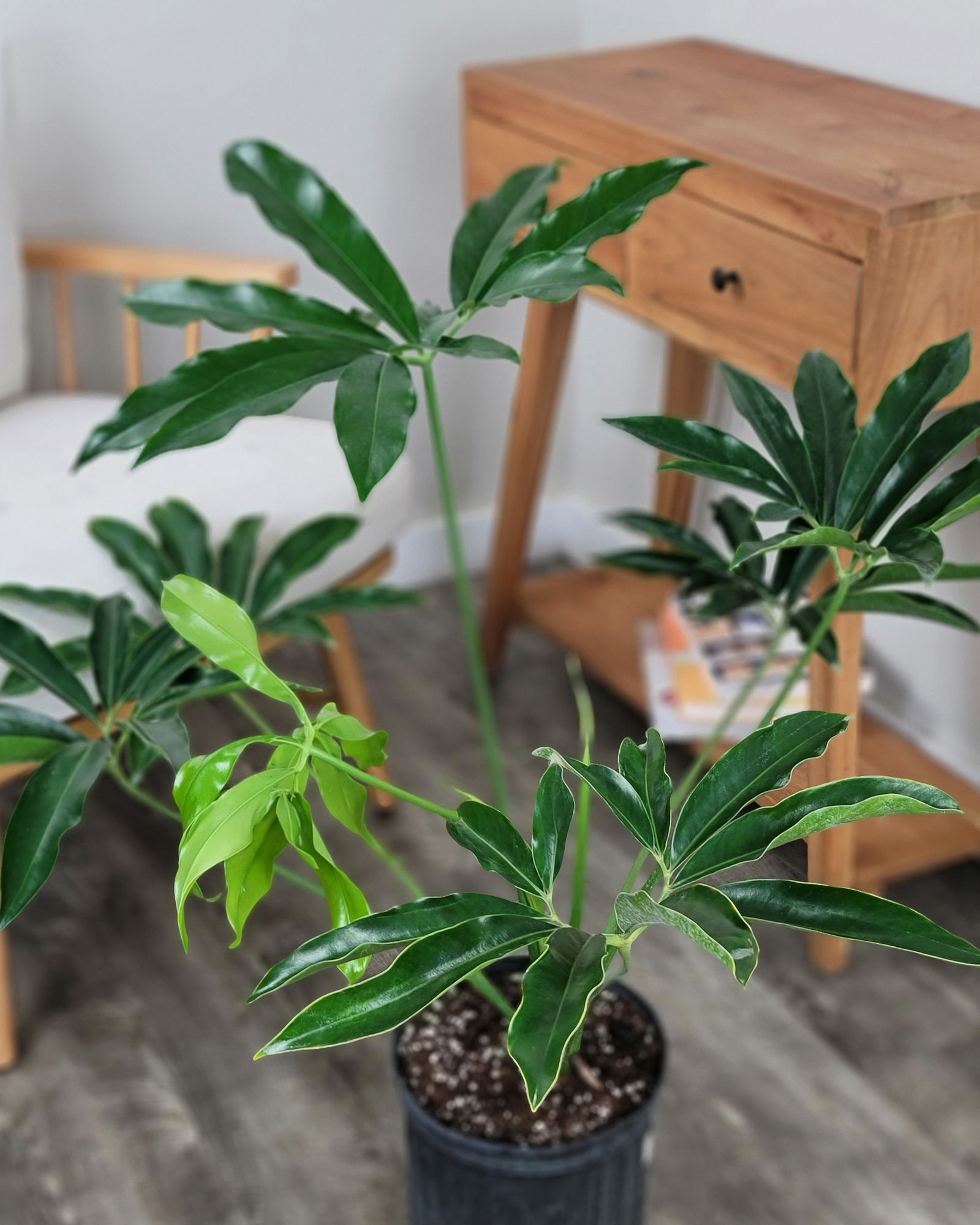 Philodendron 'Goeldii' 6" Pot