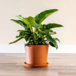 philodendron green congo