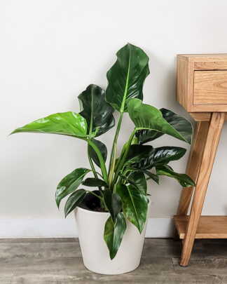 Philodendron Green Congo