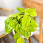 Philodendron Heredaceum Neon