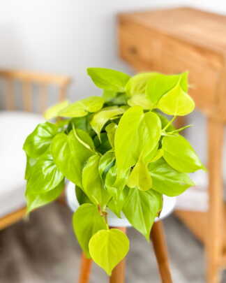 Philodendron Heredaceum Neon