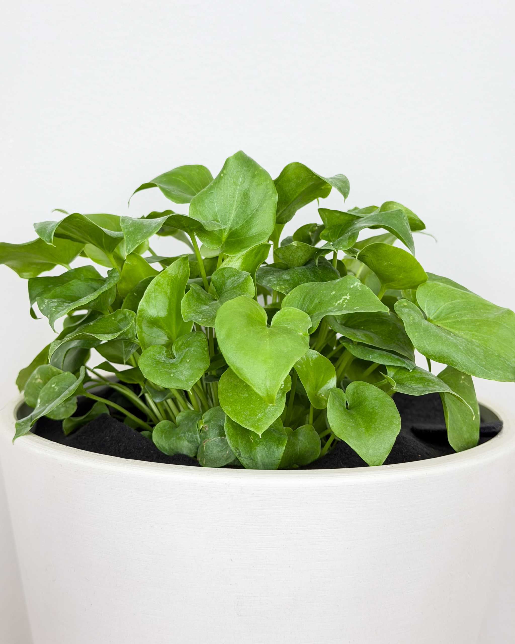 Philodendron Hope | PlantVine