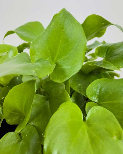 Foliage Foliage