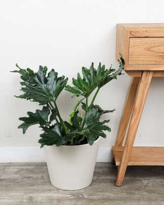 Philodendron Hope