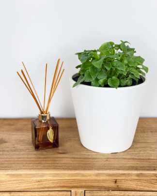 Philodendron Hope - Medium