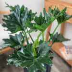 Philodendron Hope