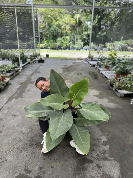 PlantVine Picks PlantVine Picks