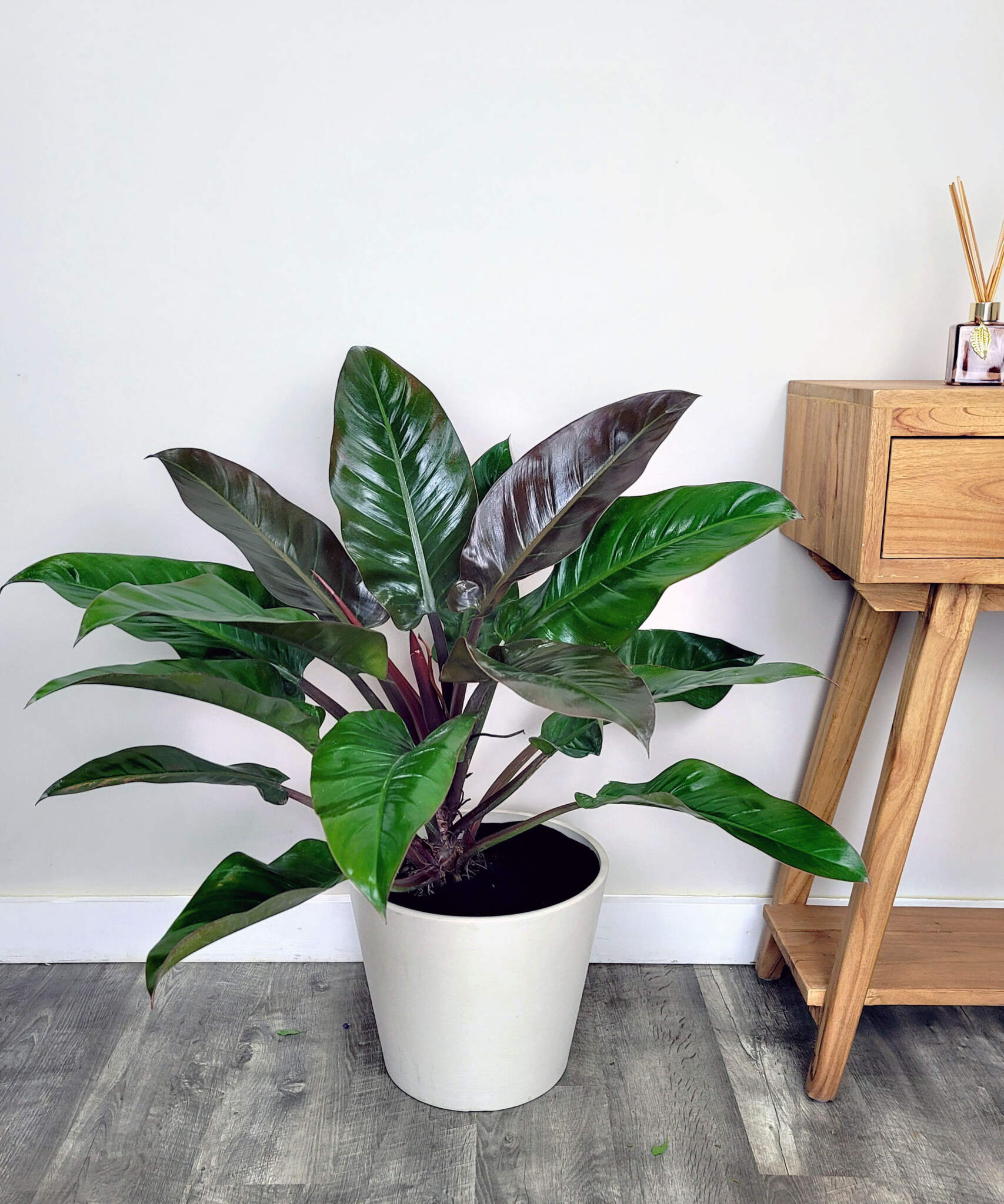 Philodendron 'Imperial Red' en One and Only main image 0
