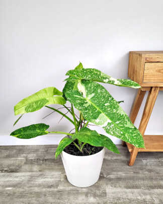 Philodendron Jose Buono 3G