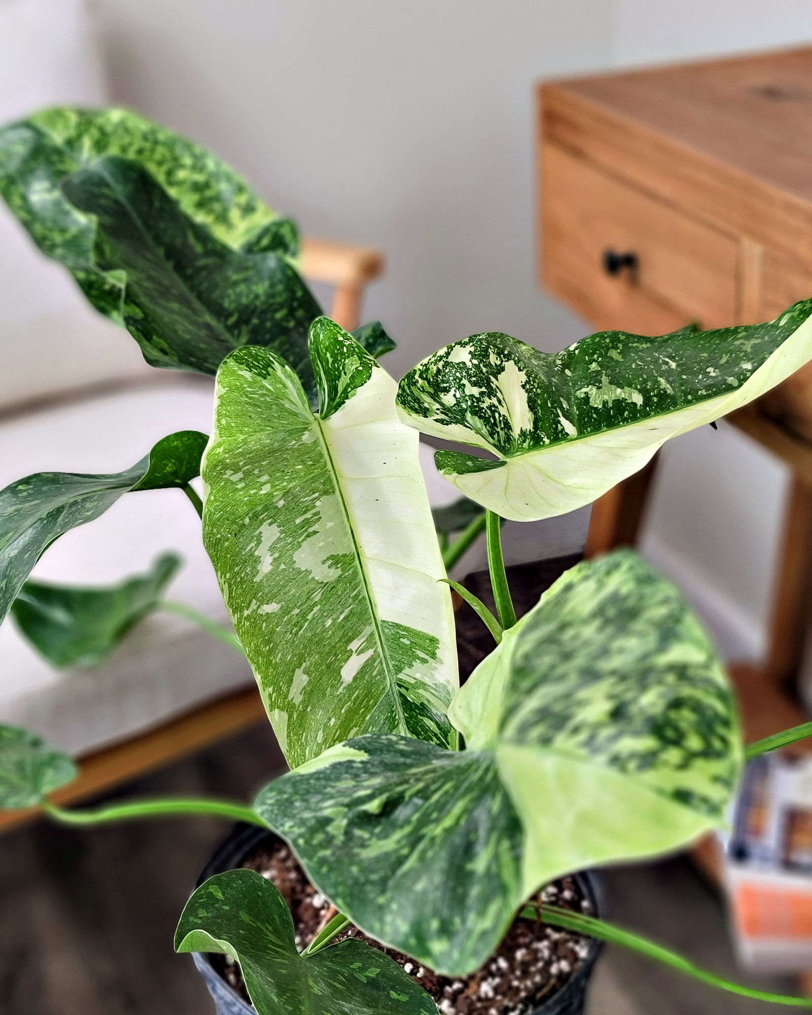 plant snow queen Snow Queen Pothos 4