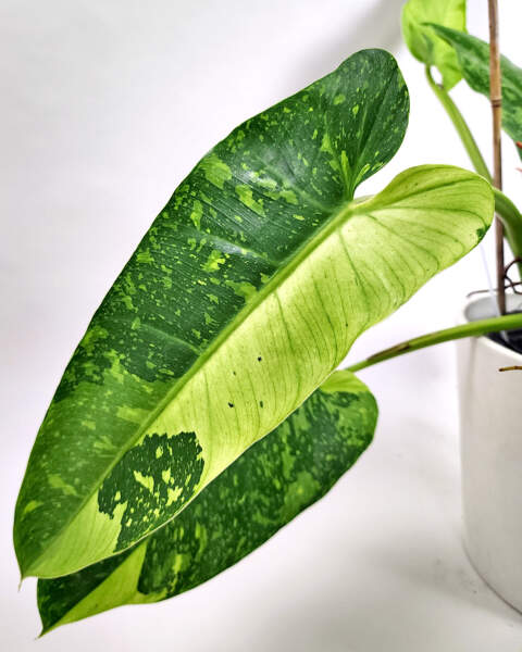 Foliage Foliage