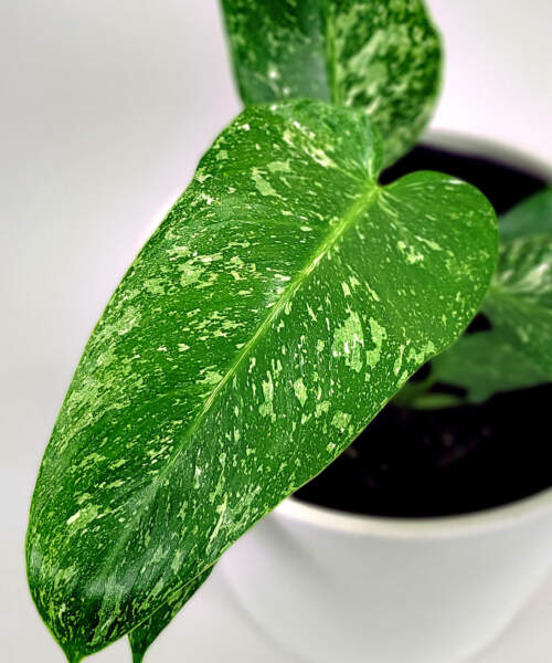 Foliage 1 Foliage 1