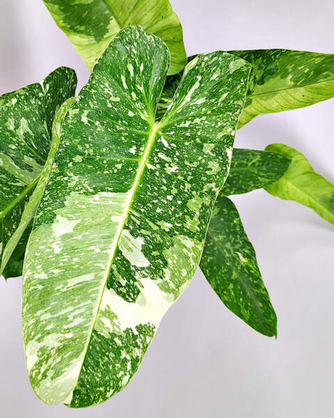 Foliage Foliage