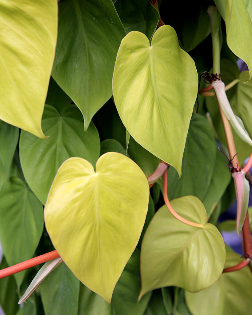 Philodendron Cordatum ‘Lemon Lime’ PlantVine