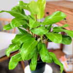 Philodendron Lemon Lime