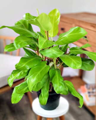 Philodendron Lemon Lime