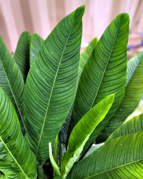 Foliage Foliage