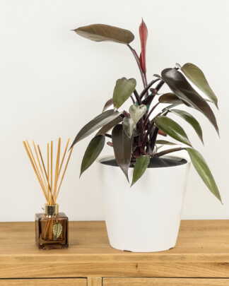 Philodendron Majesty