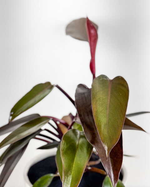 Foliage Foliage