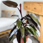 Philodendron Majesty