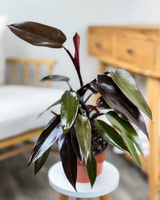 Philodendron Majesty