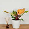 Philodendron McColley