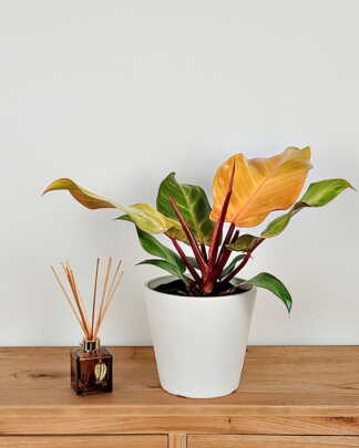 Philodendron McColley