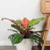 Philodendron McColley