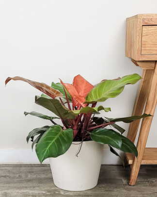 Philodendron McColley