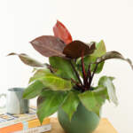 philodendron mccollys finale