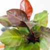 philodendron mccollys finale