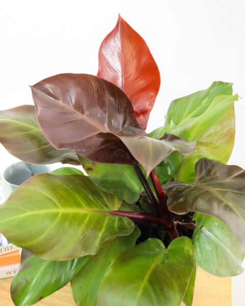 Foliage