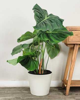 Large