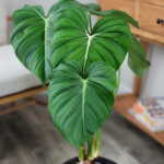 Philodendron McDowell