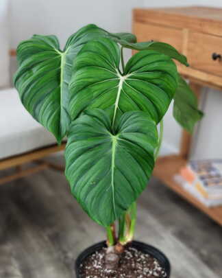 Philodendron McDowell