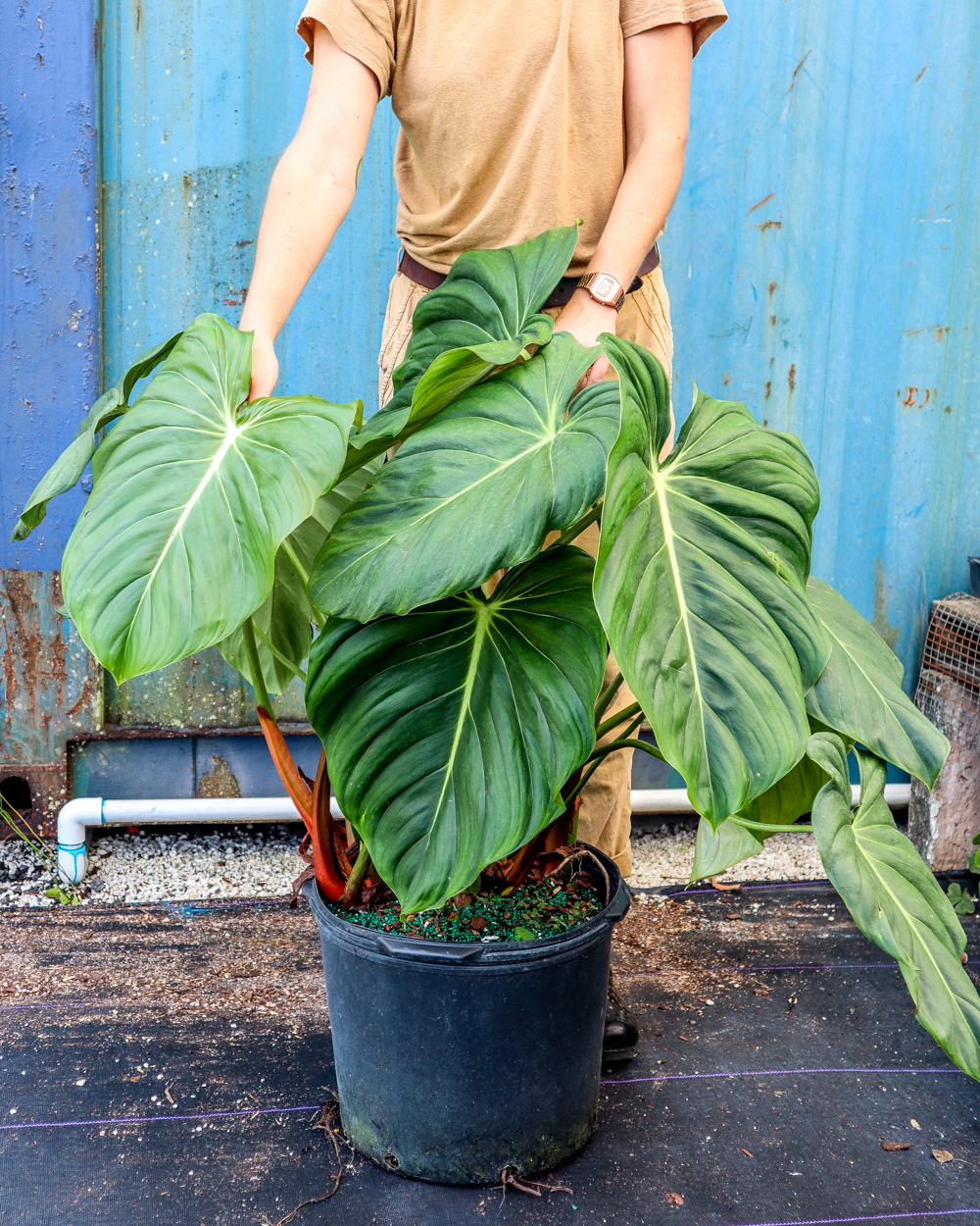 Philodendron McDowell PlantVine philodendron-mcdowell-plantvine