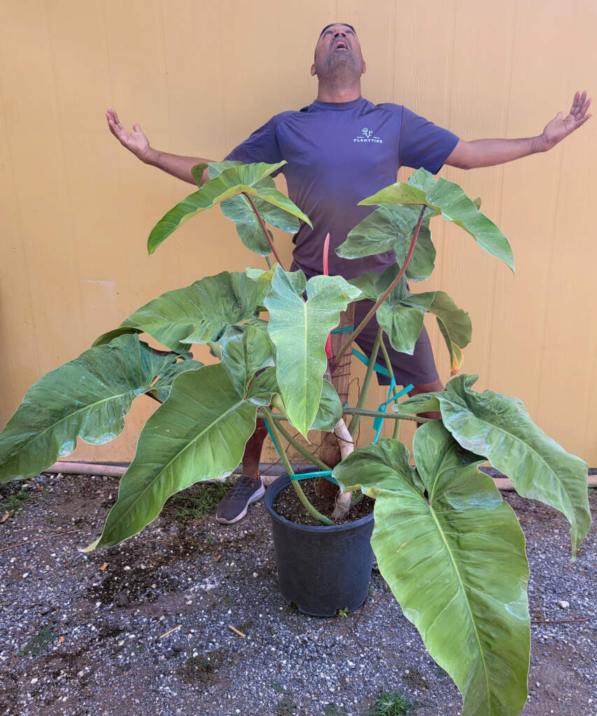 Philodendron Mexicanum