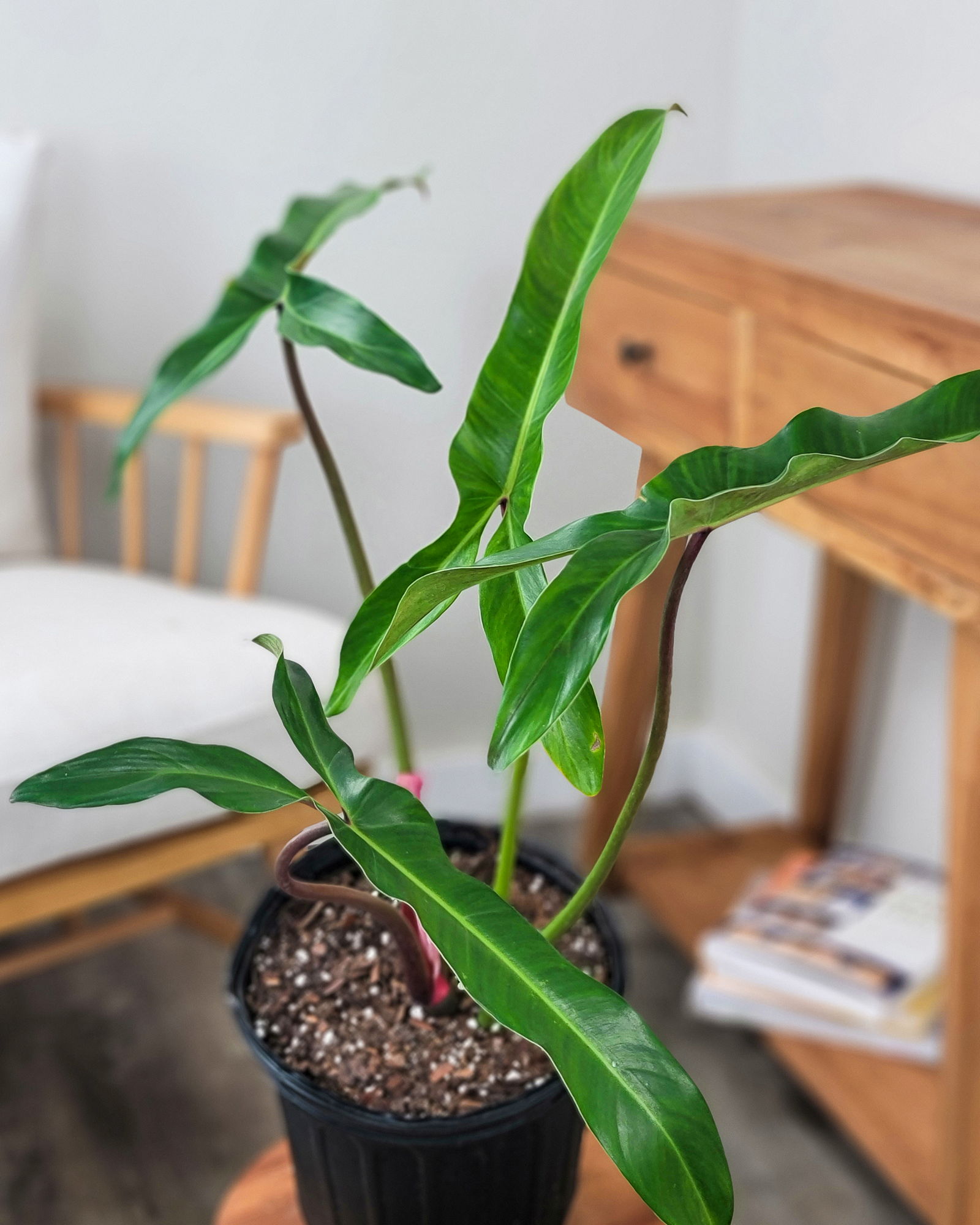 Philodendron-Mexicanum-3G-Main.jpg