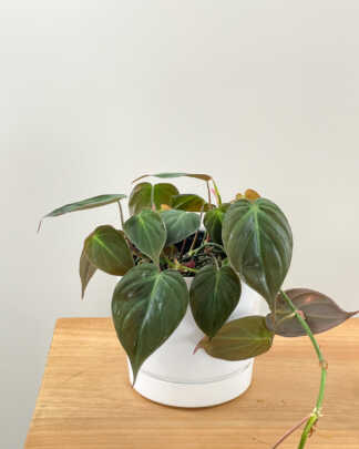 philodendron micans
