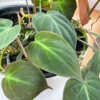 philodendron micans