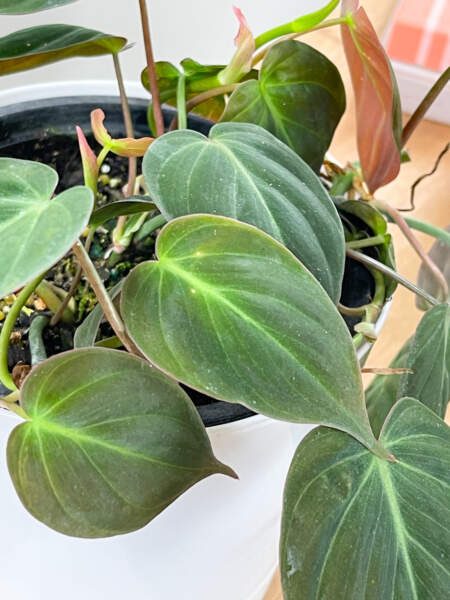 Foliage