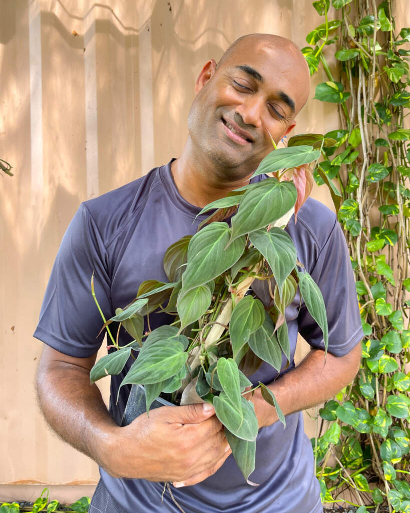 Philodendron Micans